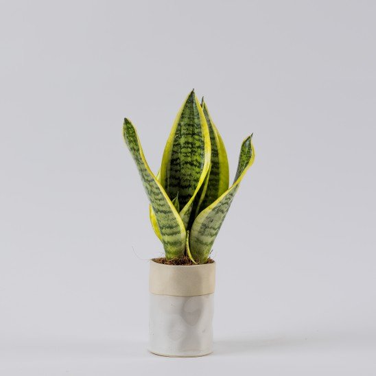 Sansevieria Plant 