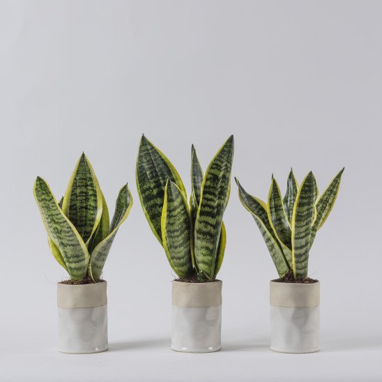 Set of sansevieria