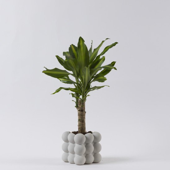 Dracaena plant