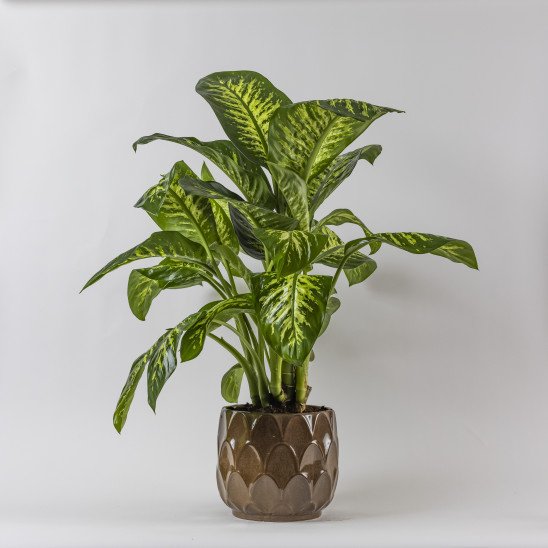 Dieffenbachia