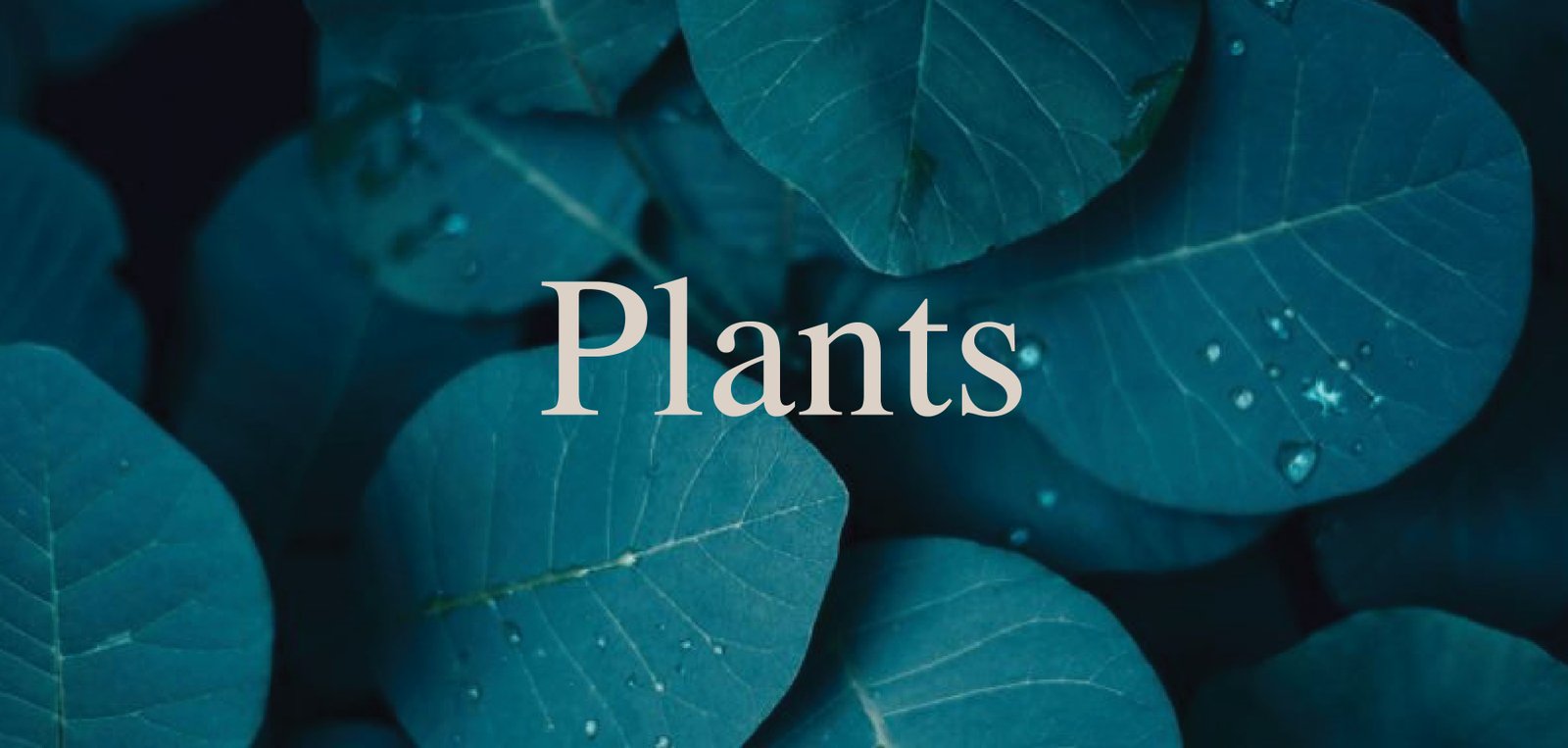 Plants