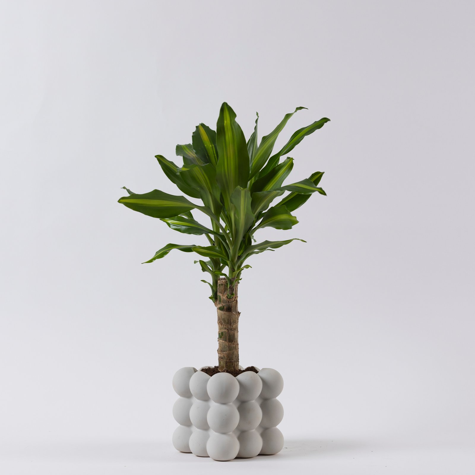 Dracaena plant